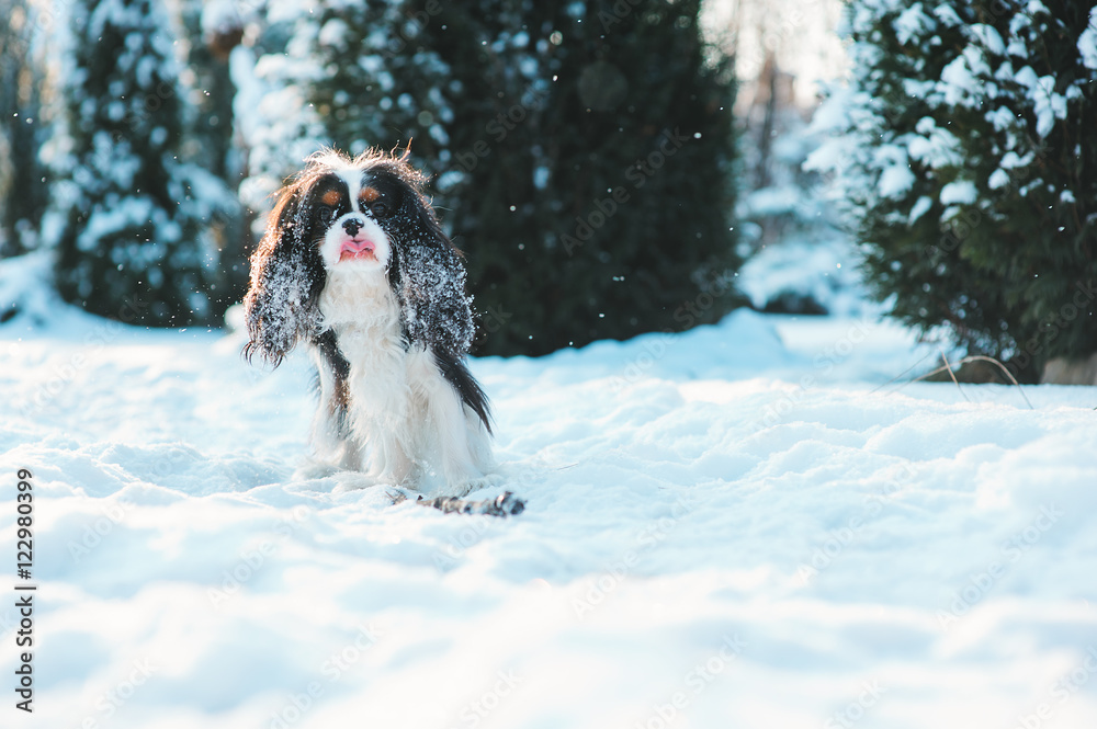 funny cavalier king charles spaniel dog covered with snow playing on the walk in winter garden. Dogs having fun outdoor.