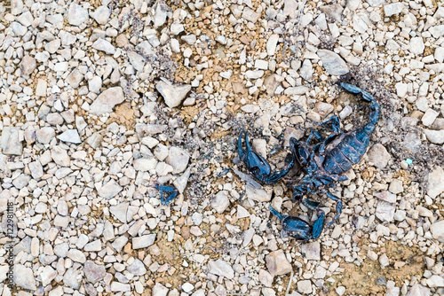Roadkill of dead scorpion on the ground