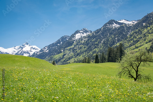 Blumenübersäte  Allgäuwiesenlandschaft vor schneebedeckten Gipfeln © Countrypixel