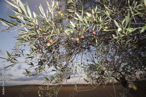 Olive tree branches and fruits at dusk, Seville, Spain