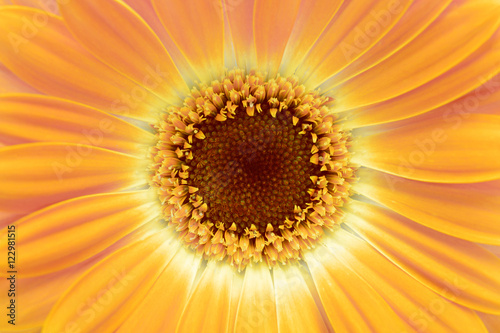 yellow gerbera flower closeup background © Liliia