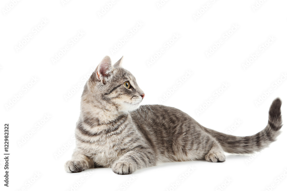 Fototapeta premium Beautiful grey cat isolated on a white