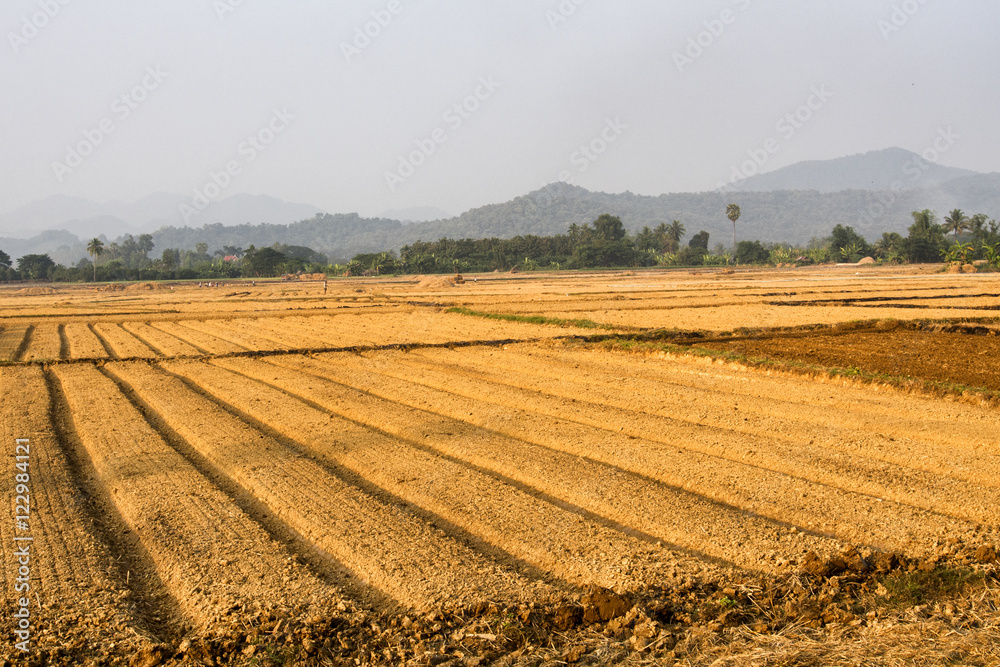 Agricultural fields : Asia style.