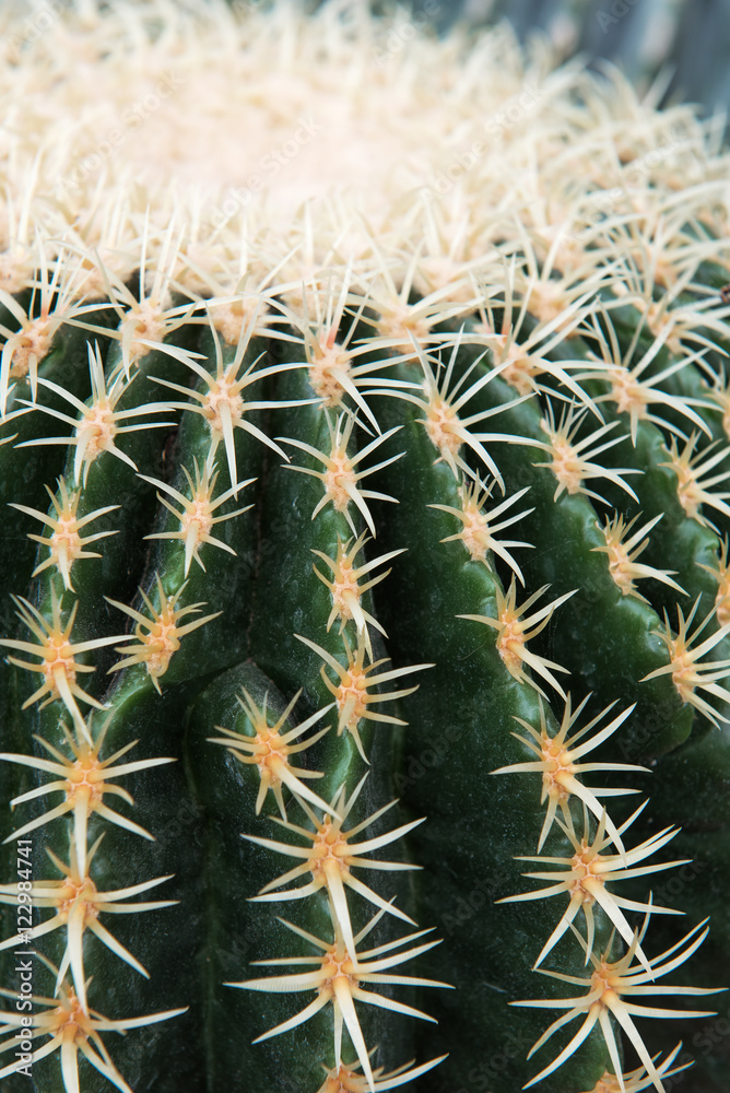 golden barrel cactus close-up golden barrel cactus close-up
