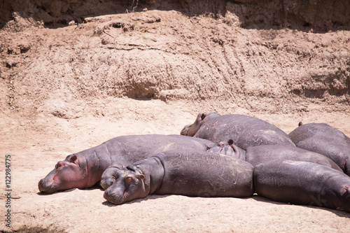 We are sunbathing hippos in the Mara River in Kenya, Africa