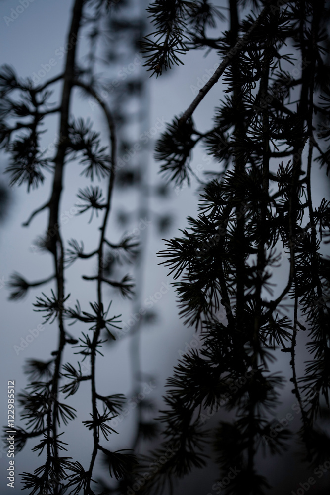 Obraz premium weeping Japanese larch pine tree at dusk, abstract close up still life, artistic selective focus, intentional shallow depth of field
