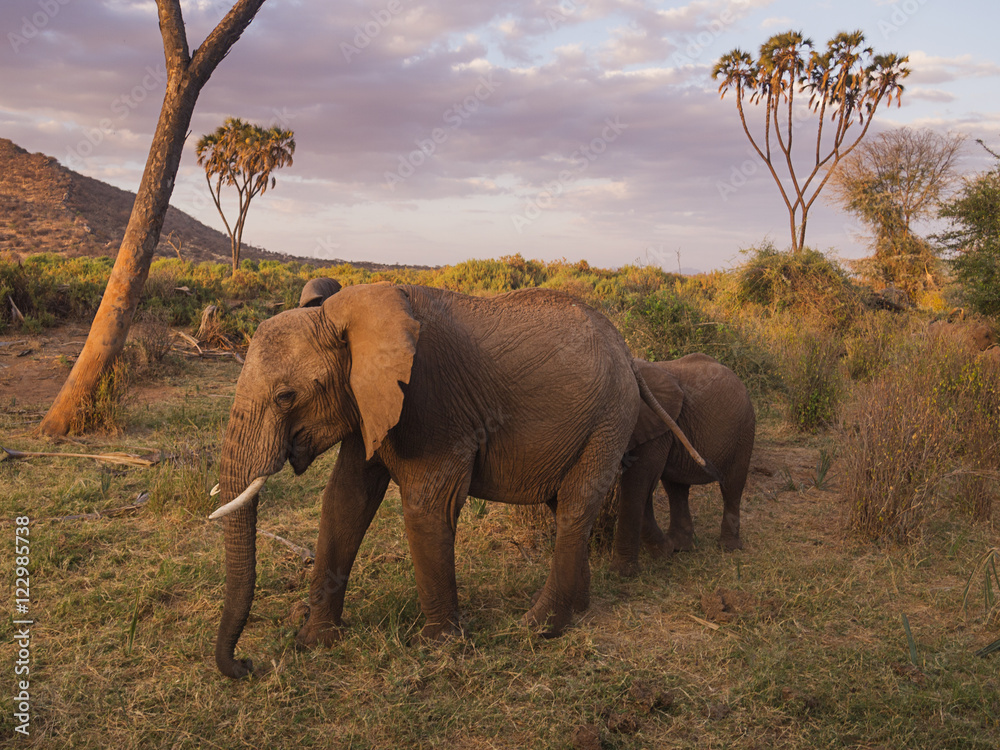 Obraz premium elephants in Samburu National Park, Kenya Africa