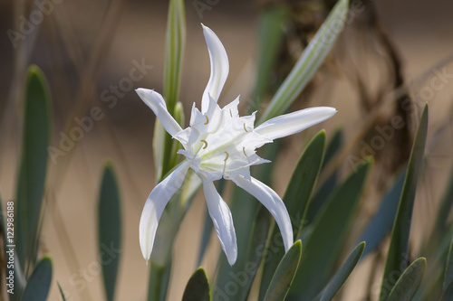 Sea lily Pancratium maritimum flower photo