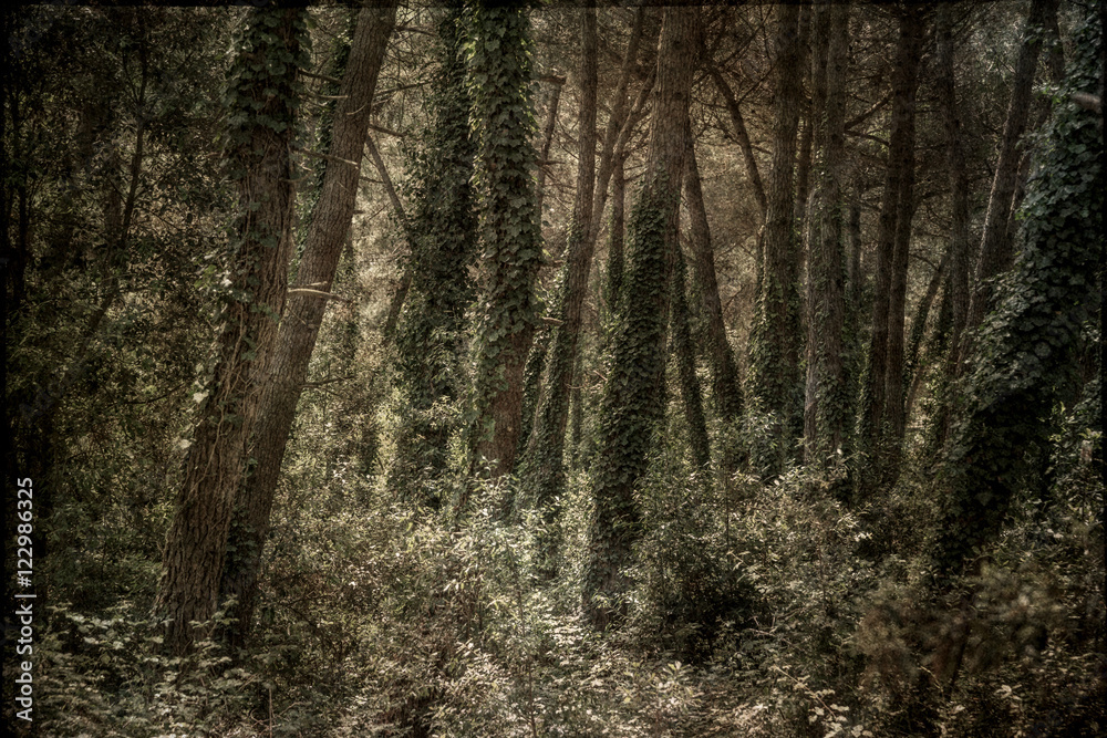 moody textured forest