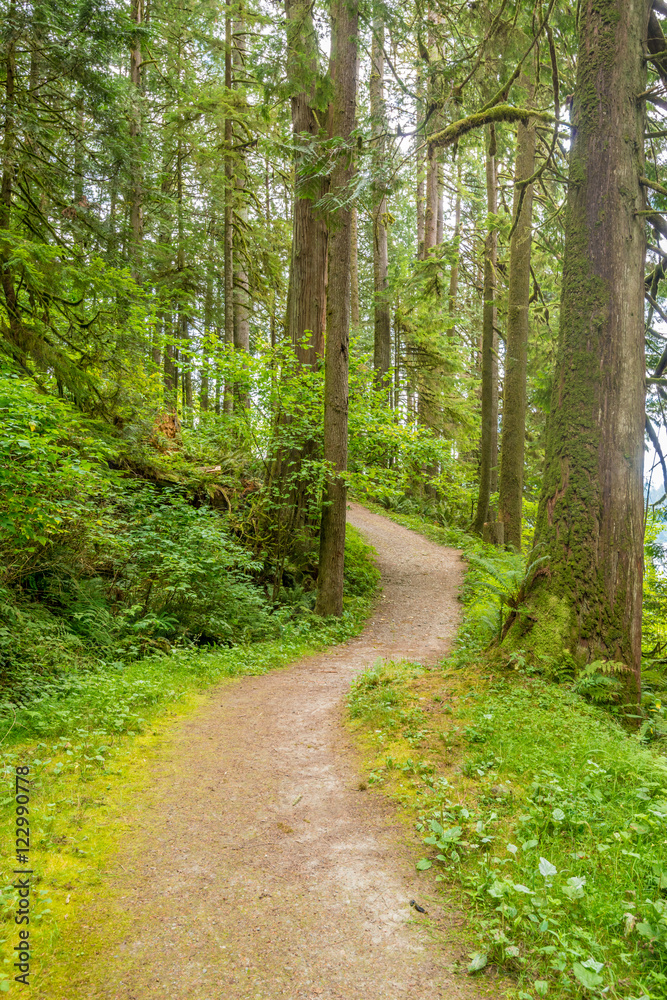 Fragment of Hayward Lake Park trail in Vancouver, Canada. Fragment of Hayward Lake Park trail in Vancouver, Canada.