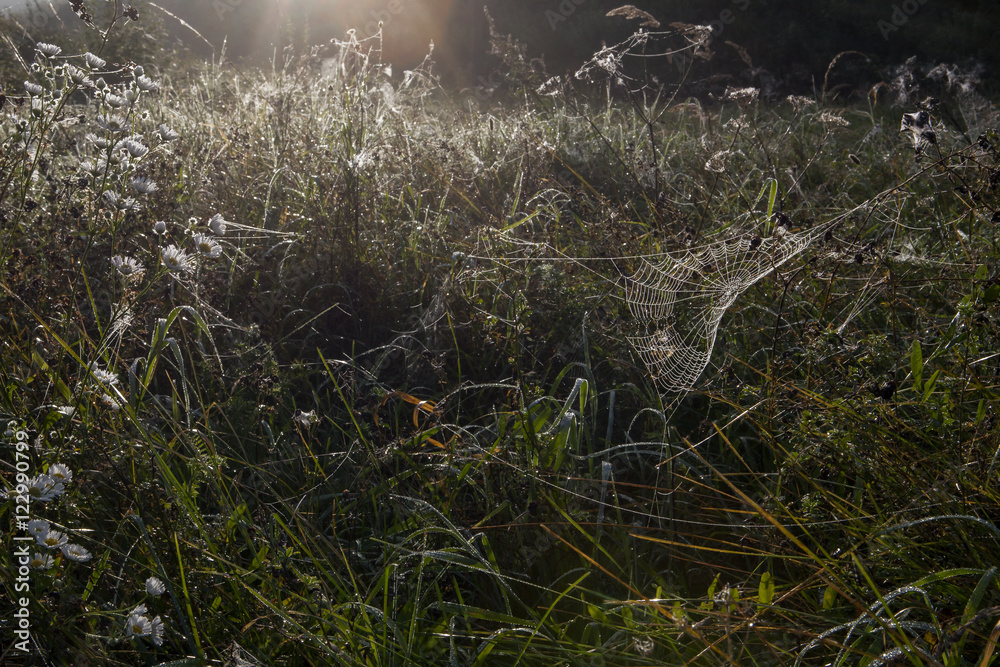 Foggy autumn morning in a meadow. A dewy spiderweb.