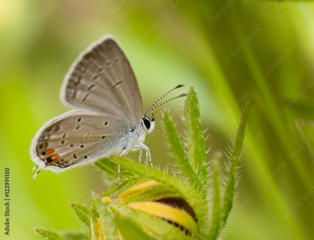 Eastern Tailed-Blue butterfly, Everes comyntas, resting on a Black-Eyed Susan flower against summer green background Eastern Tailed-Blue butterfly, Everes comyntas, resting on a Black-Eyed Susan flower against summer green background