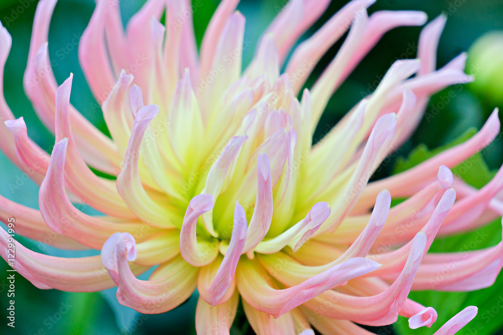 a flower in bloom in the spring of 2016 a flower in bloom in the spring of 2016