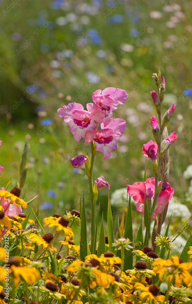Fototapeta premium Pink Gladiolus flowers in summer garden, surrounded by many bright colors