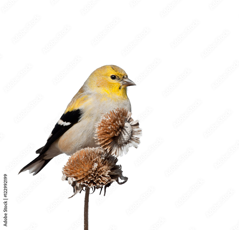 Obraz premium Male American Goldfinch in winter plumage, perched on top of dry wild sunflower seedpods; isolated on white