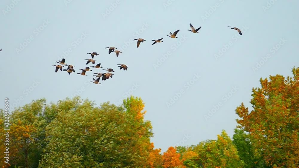 Graceful slow motion flying Canadian Geese in autumn.
