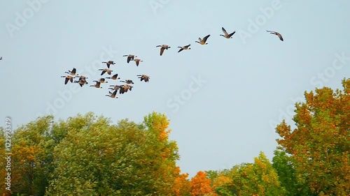 Graceful slow motion flying Canadian Geese in autumn.
