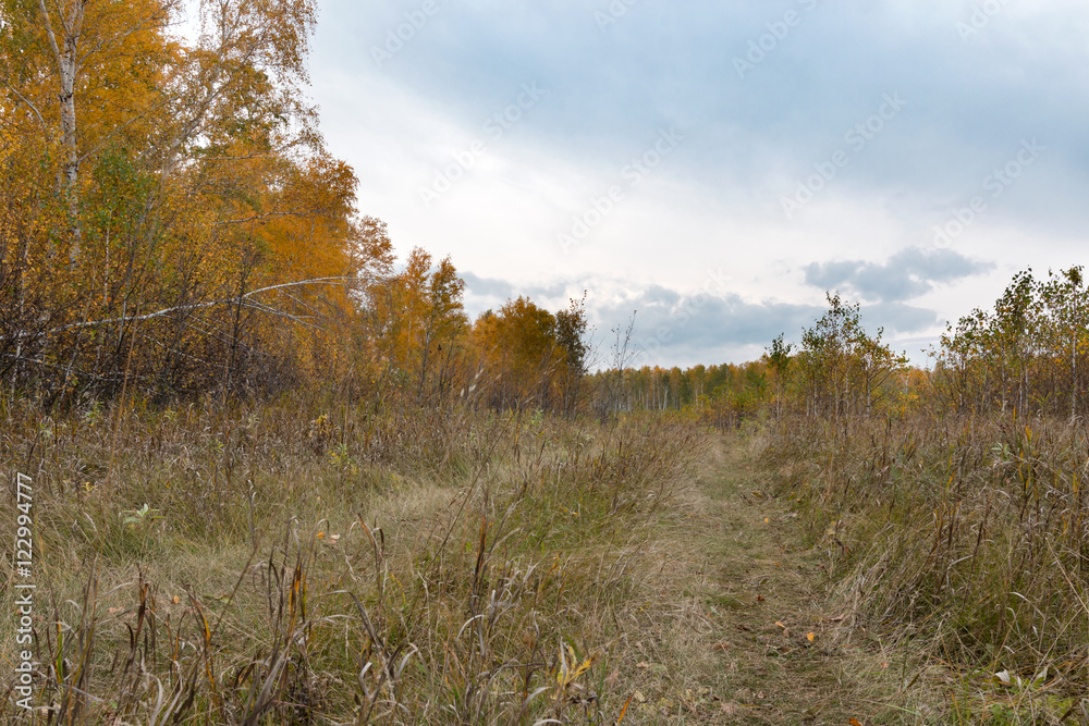Fototapeta premium autumn field road through birch forest