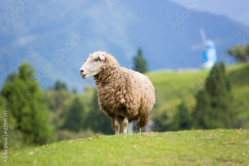 sheep on mountains 