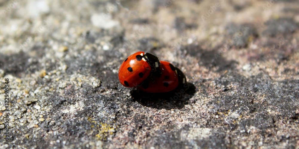 Fototapeta premium Ladybirds 