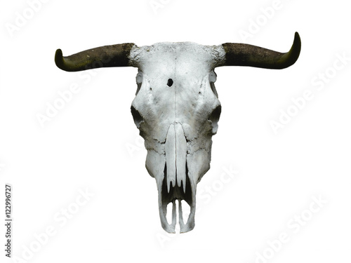 Bull Skull  isolated