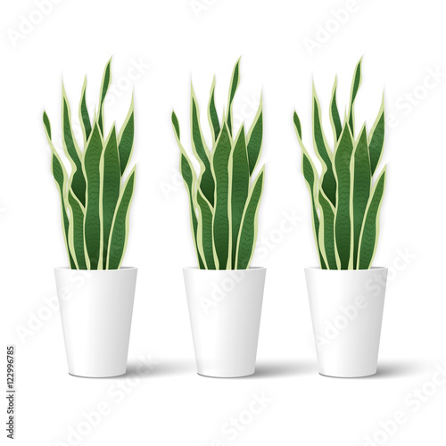 Sansevieria in pot