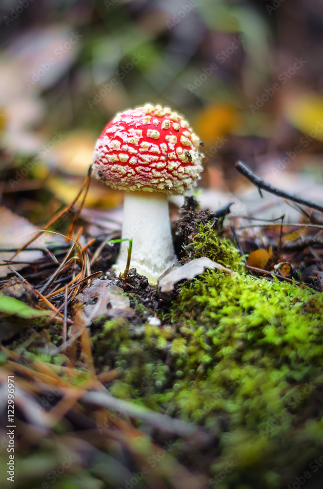 poisonous mushroom fly agaric in autumn forest poisonous mushroom fly agaric in autumn forest