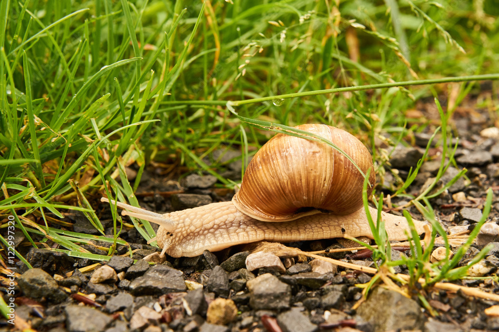 Schnecke überquert einen Wiesenweg Schnecke überquert einen Wiesenweg