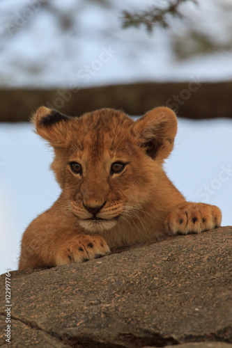 Lionceaux et grand fr  re au Serengeti  Tanzanie