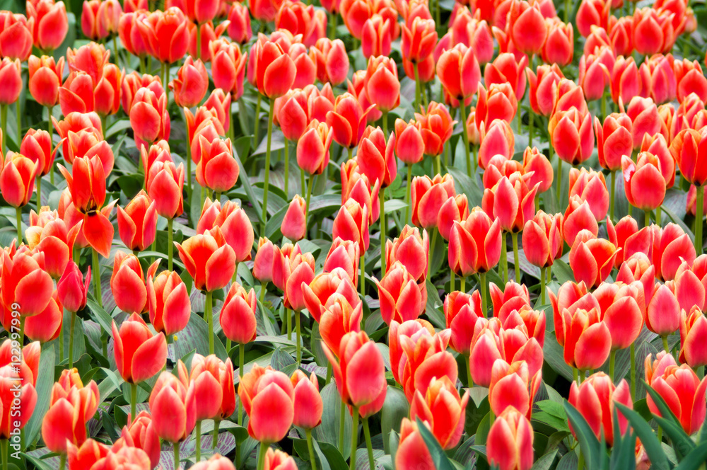 Group of red tulips in the park. Spring landscape. Group of red tulips in the park. Spring landscape.