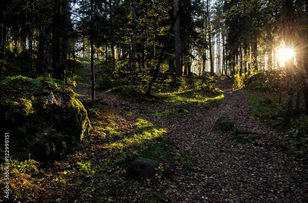 Obraz premium Fairy forest illuminated by sun rays