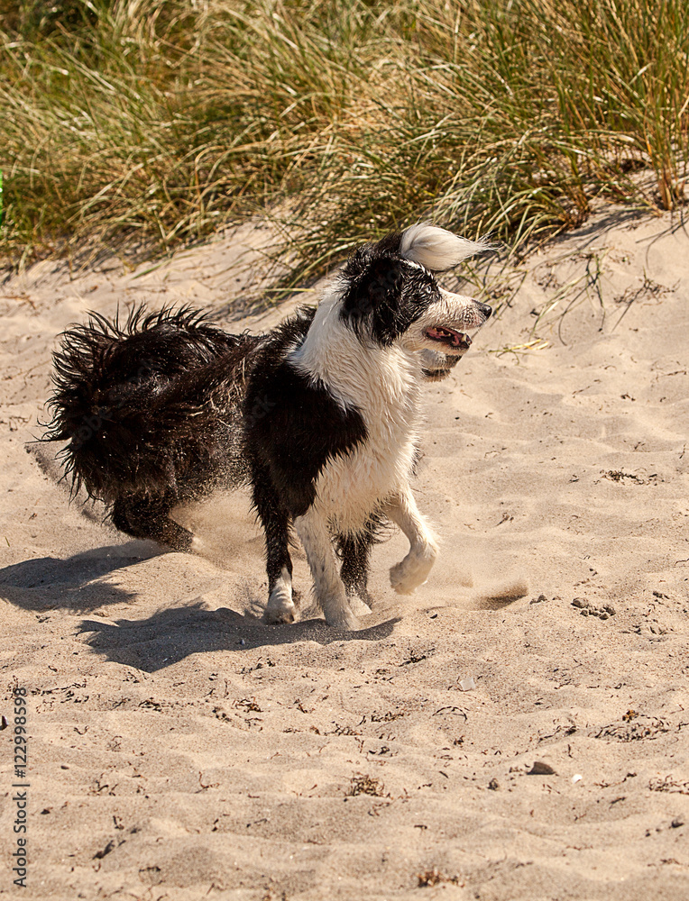 Naklejka premium Border Collies