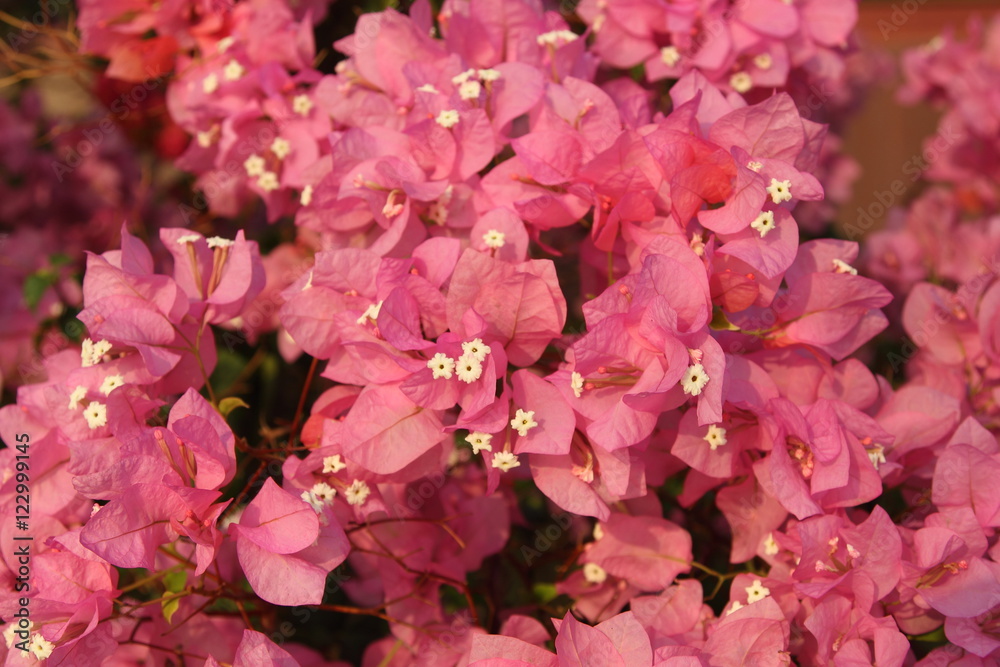 Obraz premium Flower