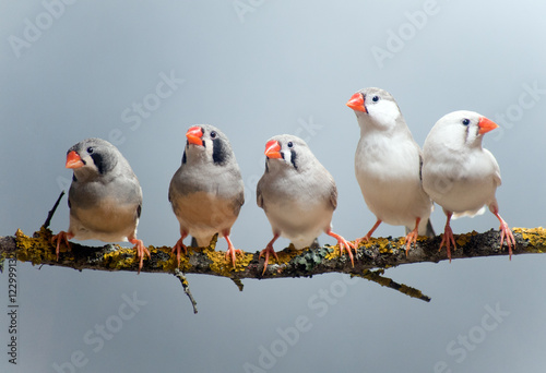 Photographie Australian Zebra Finch flock of five, perched on a branch