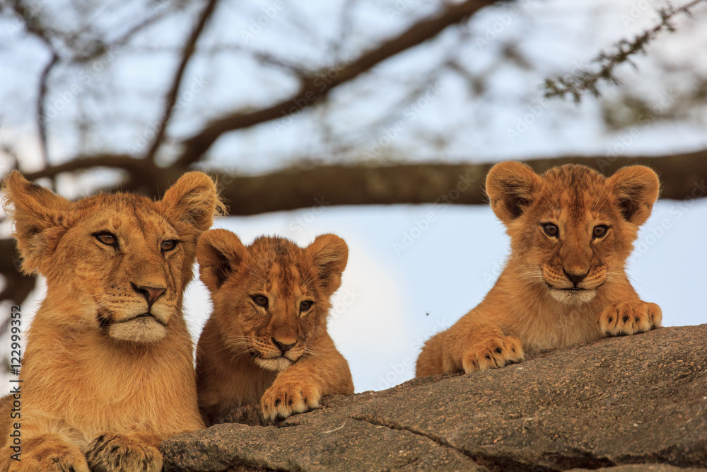 Fototapeta premium Lionceaux attendant le retour de leur mère sur un rocher, Tanzanie