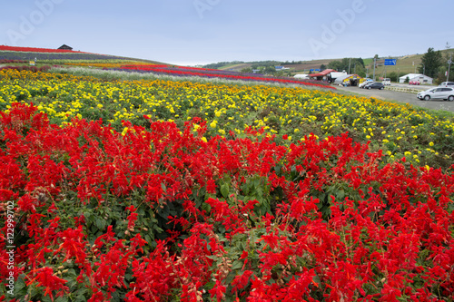 Flower Garden in Furano  Kanno Farm  Hokkaido  