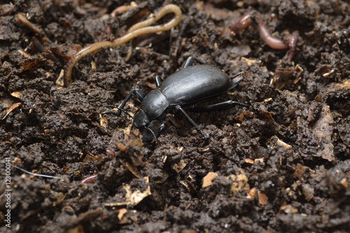Escarabajo y lombrices en compost.