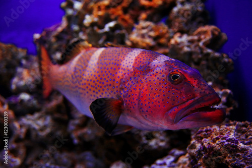 grouper underwater photo © kichigin19