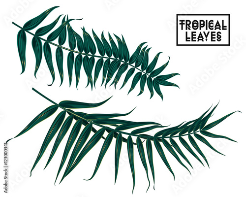 tropical branches, leaves on white background, palm tree leaves isolated