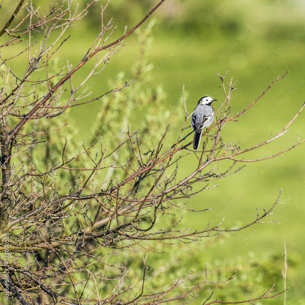Obraz premium bird