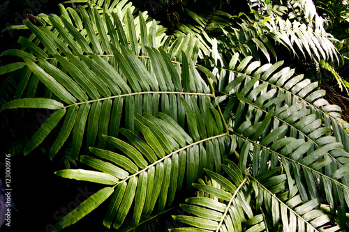 Plants and flowers from all over the world