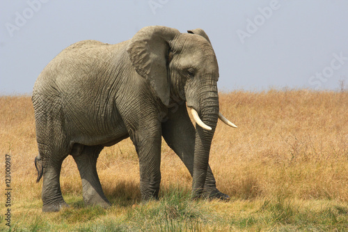 Elephants d afrique en Tanzanie  Serengeti