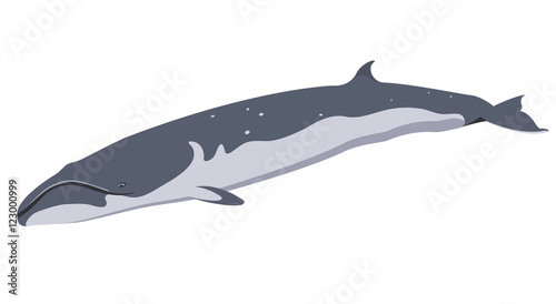 finback whale icon isolated on white background cartoon realistic whale