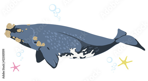 Right whale whale icon isolated on white background cartoon realistic whale