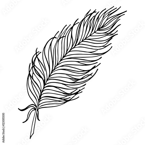 Monochrome black and white bird feather vector sketched art
