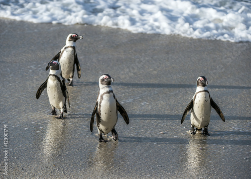 African penguins walk out of the ocean on the sandy beach. African penguin ( Spheniscus demersus) also known as the jackass penguin and black-footed penguin. Boulders colony. Cape Town. South Africa