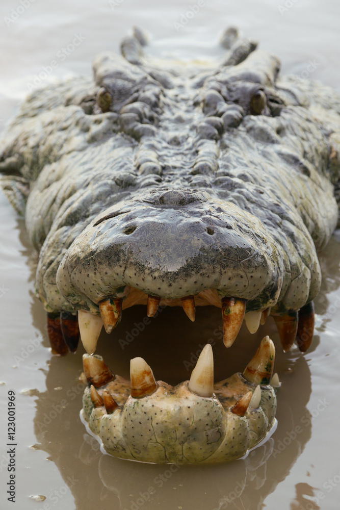 Obraz premium Crocodile's head