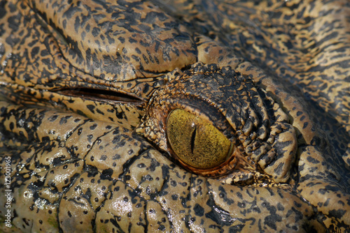 Crocodile eye closeup