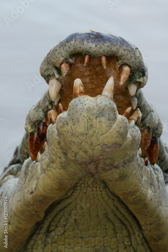 Crocodile's head