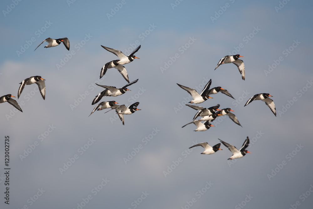 Eurasian Oystercatcher, Oystercatcher, Birds